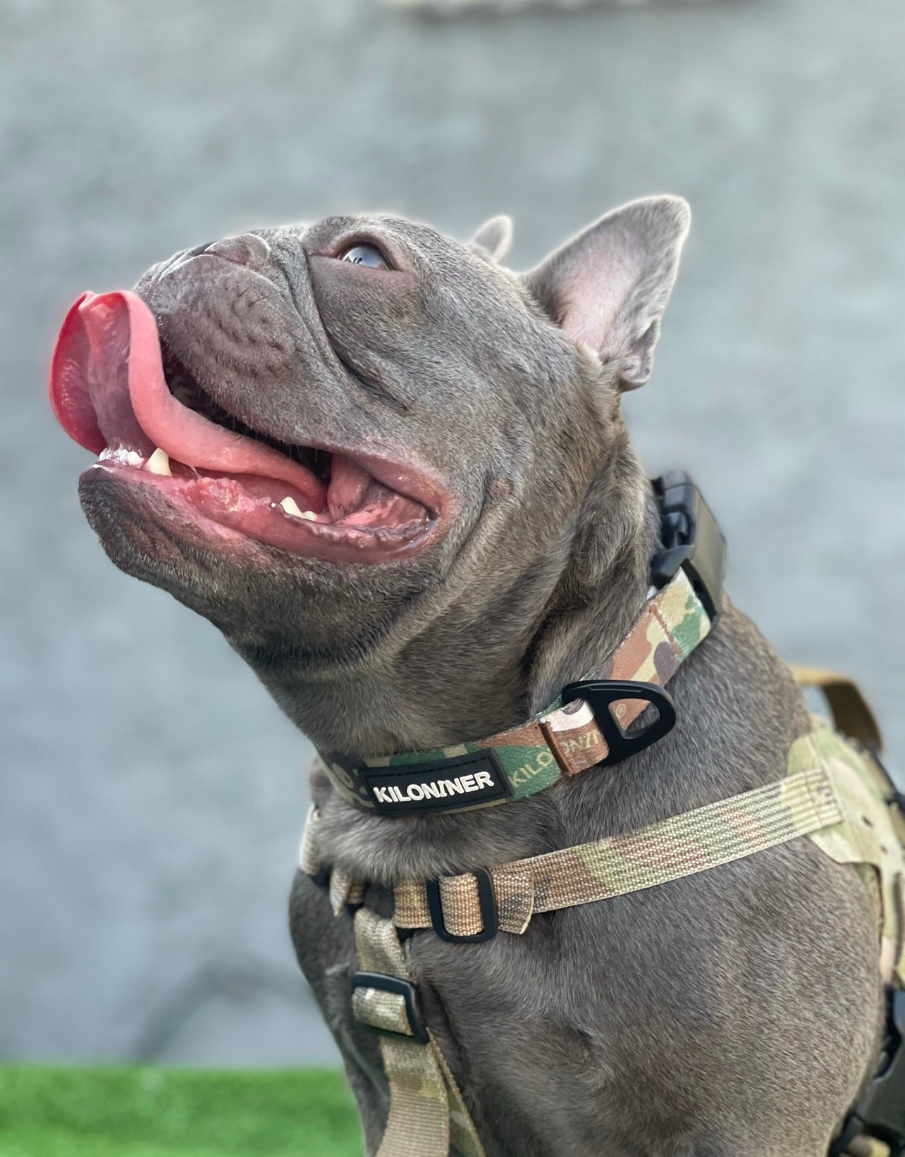 Strike Collar - KiloNiner Pets-Collar-Ardent Patriot Apparel Co.