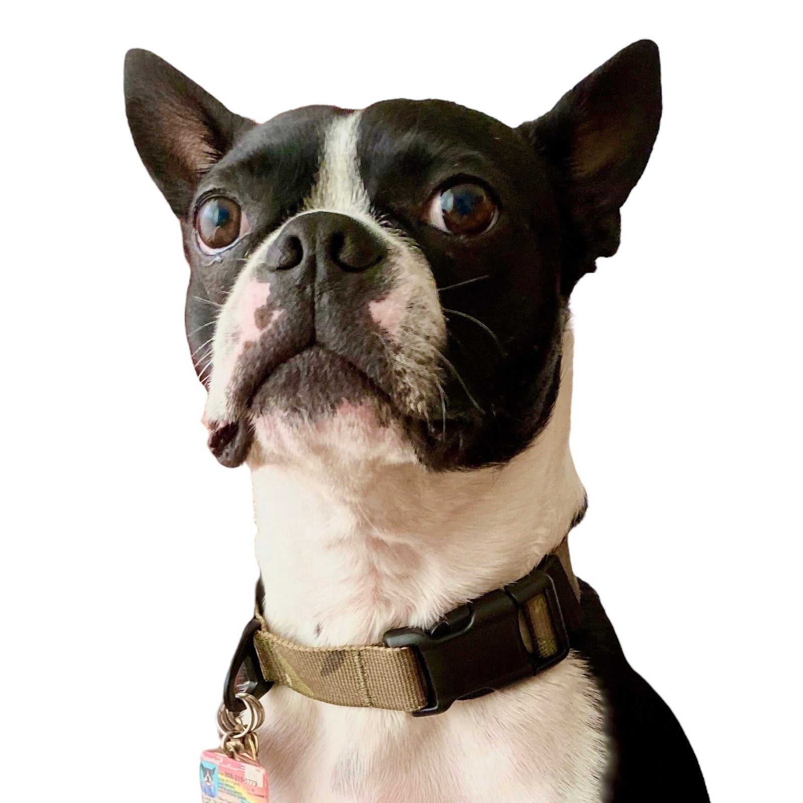 K9R - M2C Lightspeed Collar - KiloNiner Pets-Collar-Ardent Patriot Apparel Co.